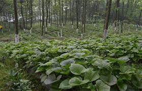 玉米膳食中的低热量替代方案探索